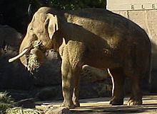 Elephas httpsuploadwikimediaorgwikipediacommonsthu