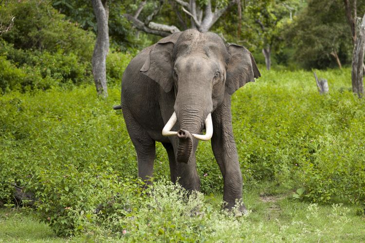 Elephas Asian elephant Wikipedia