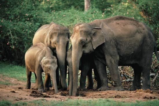 Elephas Global Species Elephas maximus Asiatic Elephant Asian Elephant
