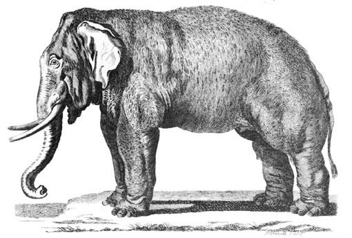 Elephas FilePennant Thomas Hist of Quadrupeds 1793Elephaspng Wikimedia
