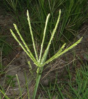 Eleusine indica Eleusine indica Yardgrass Discover Life