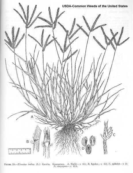 Eleusine indica Online Virtual Flora of Wisconsin Eleusine indica