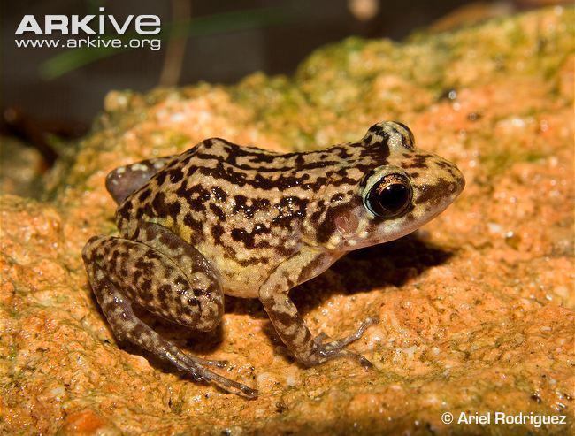 Eleutherodactylus Robber frog videos photos and facts Eleutherodactylus simulans