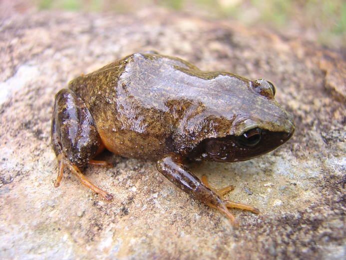 Eleutherodactylus albipes