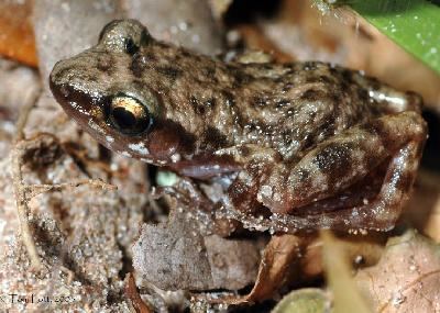 Eleutherodactylus cystignathoides Southwestern Center for Herpetological Research Amphibians of the