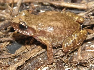 Eleutherodactylus cystignathoides Southwestern Center for Herpetological Research Amphibians of the