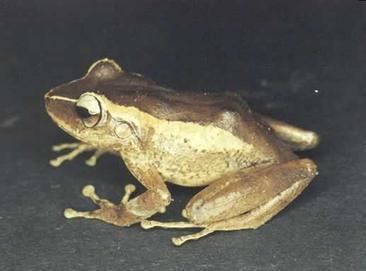 Eleutherodactylus portoricensis httpsuploadwikimediaorgwikipediaenbbeEle