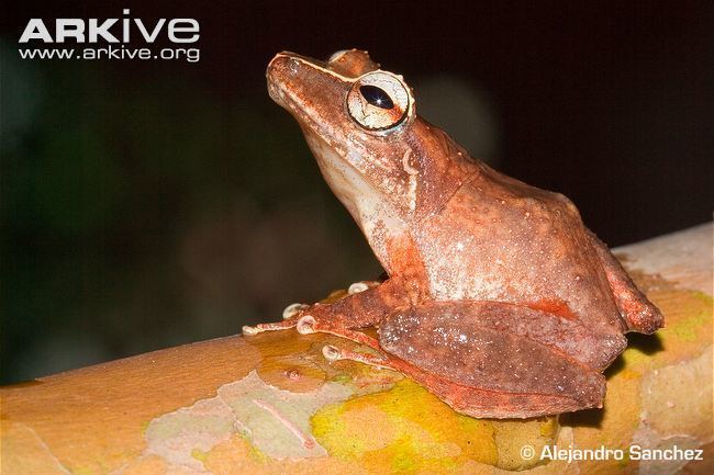 Eleutherodactylus portoricensis Puerto Rican robber frog photo Eleutherodactylus portoricensis