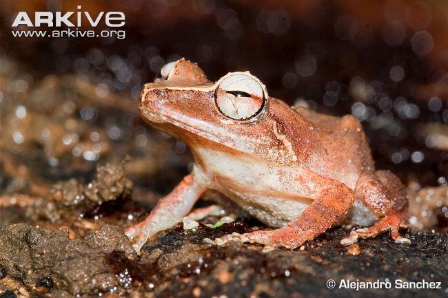 Eleutherodactylus portoricensis Puerto Rican robber frog photo Eleutherodactylus portoricensis