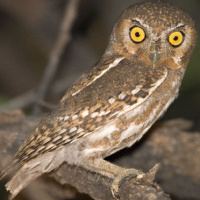Elf owl Elf Owl Micrathene whitneyi Information Pictures Sounds The