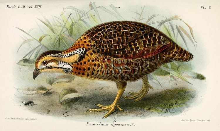 Elgon francolin