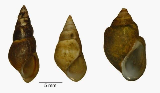 Elimia Freshwater Gastropods of North America Elimia livescens and