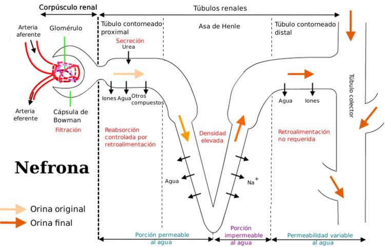 Elimination pharmacology Alchetron The Free Social Encyclopedia