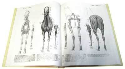 Eliot Goldfinger The Compleat Sculptor Goldfinger Animal Anatomy book