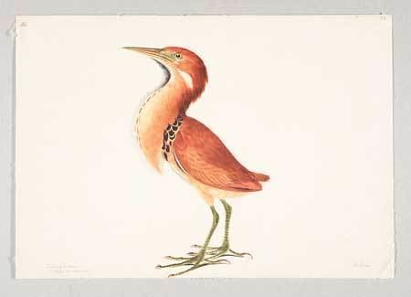 Elizabeth Gwillim (bird artist)