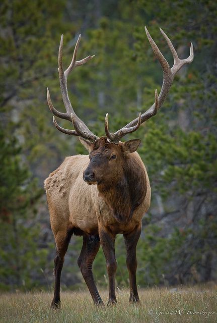 Elk 1000 ideas about Elk on Pinterest Bull elk Mule deer and Elk bugle