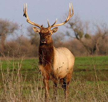 Elk Elk Hunting