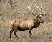 Elk httpsuploadwikimediaorgwikipediacommonsthu