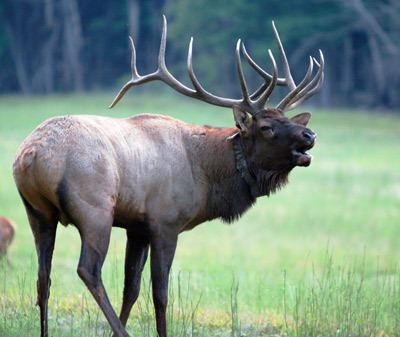 Elk Elk Great Smoky Mountains National Park US National Park Service