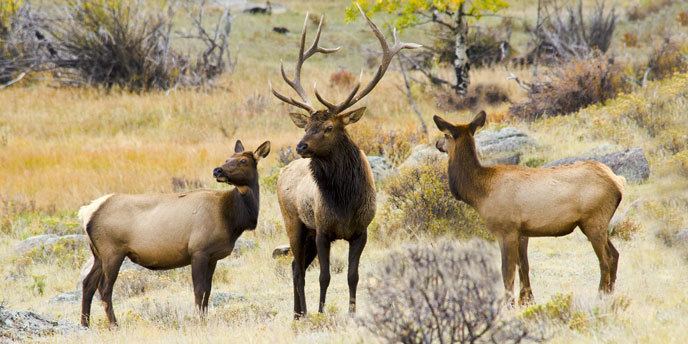 Elk Elk Rocky Mountain National Park US National Park Service