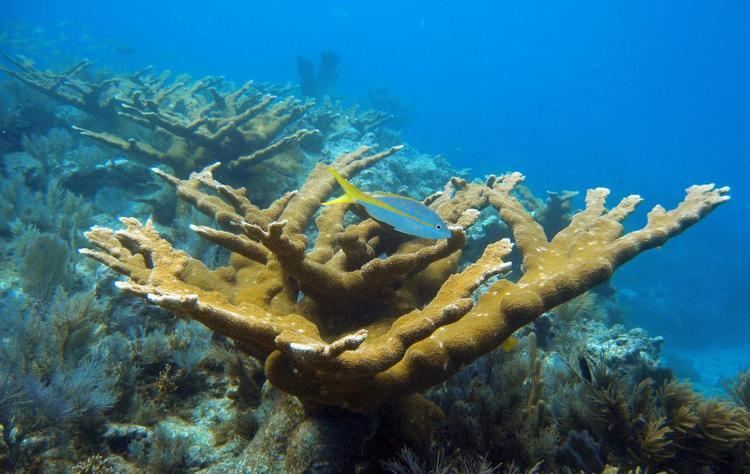 Elkhorn coral Elkhorn Coral Oceana