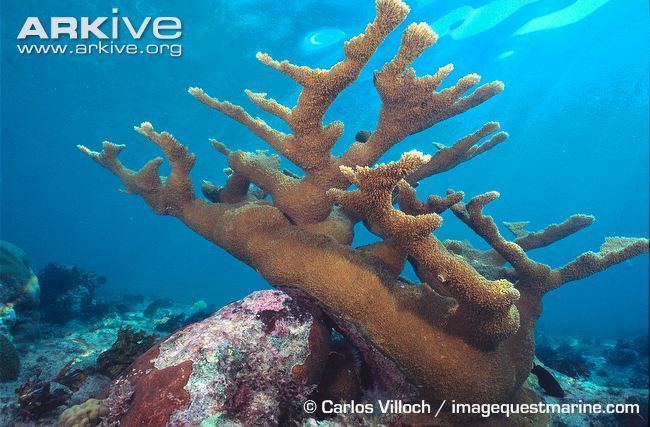 Elkhorn coral Elkhorn coral videos photos and facts Acropora palmata ARKive