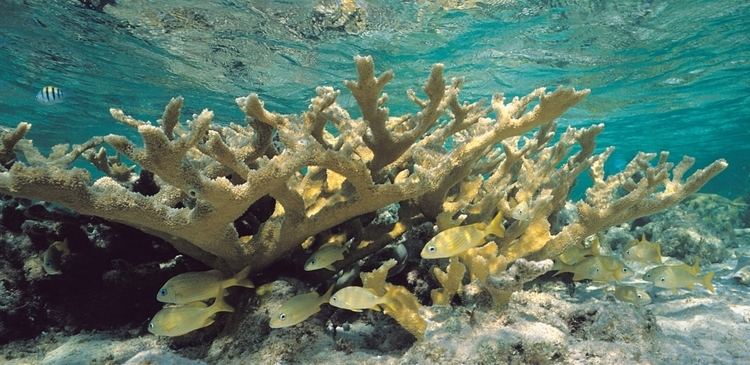 Elkhorn coral commondatastoragegoogleapiscomaimscoralimages