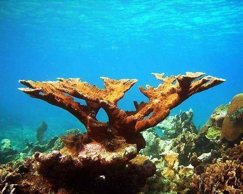 Elkhorn coral - Wikipedia