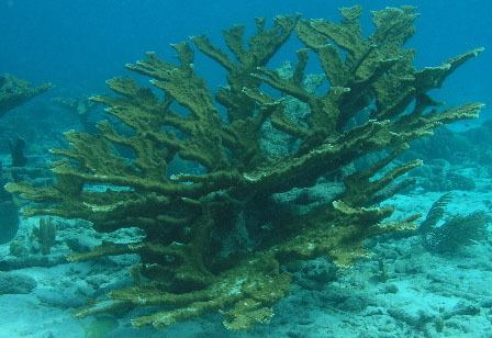 Elkhorn coral - Wikipedia