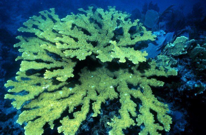 Elkhorn coral Elkhorn coral Wikipedia