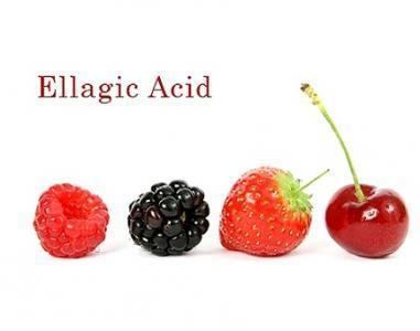 Ellagic acid Why You Should Eat Like a Bear Benefits of Ellagic Acid EmaxHealth