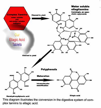 Ellagic acid Anti Cancer Ellagic Acid