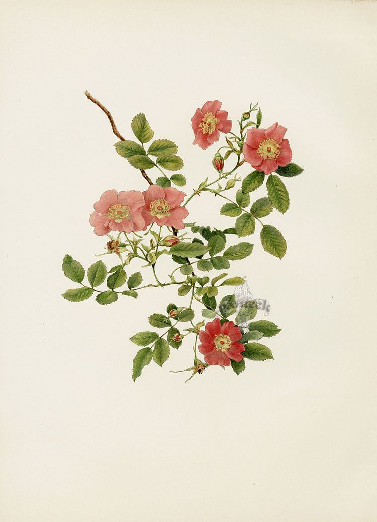Ellen Willmott Ellen Willmott Genus Rosa 1914