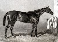 Ellington (horse) httpsuploadwikimediaorgwikipediacommonsbb