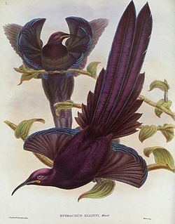 Elliot's bird of paradise httpsuploadwikimediaorgwikipediacommonsthu