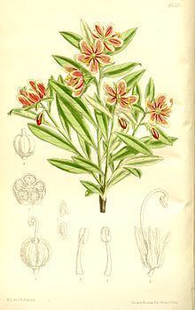 Elliottia pyroliflora httpsuploadwikimediaorgwikipediacommonsthu
