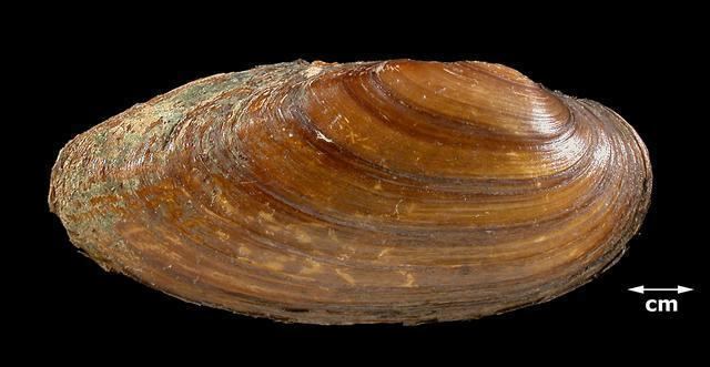 Elliptio Fresh Water Mussel Image Gallery Illinois State Museum