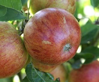 Ellison's Orange Ellison39s Orange apple trees for sale Order online