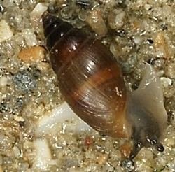 Ellobiidae Snails and Slugs Gastropoda
