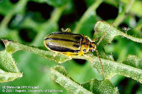 Elm leaf beetle CISR Elm Leaf Beetle