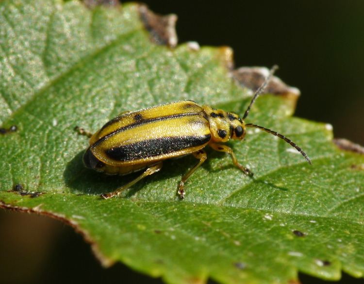 Elm leaf beetle httpsuploadwikimediaorgwikipediacommons00