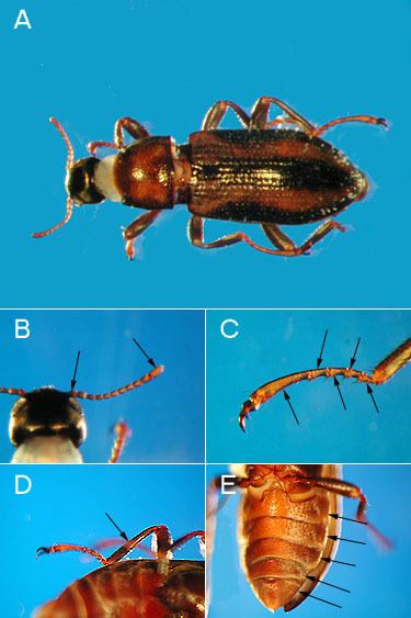 Elmidae Order Coleoptera Family Elmidae The Riffle Beetles VCSU Macro