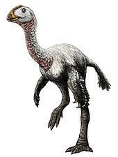 Elmisaurus httpsuploadwikimediaorgwikipediacommonsthu