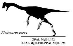 Elmisaurus Elmisaurus Wikipedia
