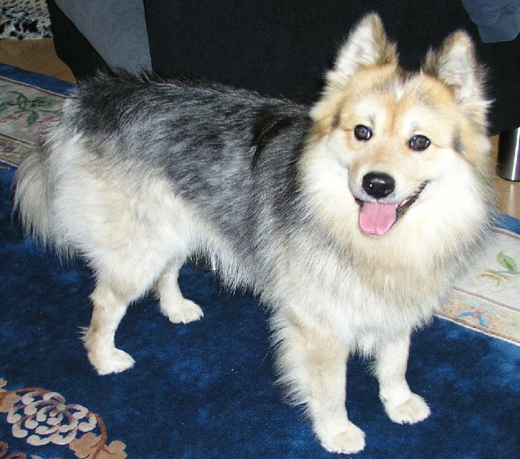 Elo (dog) httpsuploadwikimediaorgwikipediacommons88