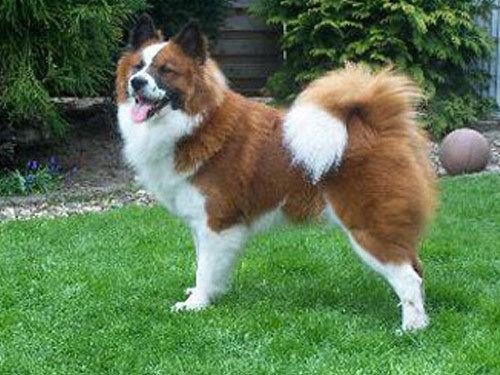 Elo (dog) 1000 images about Elo on Pinterest Chow chow Beautiful dogs and