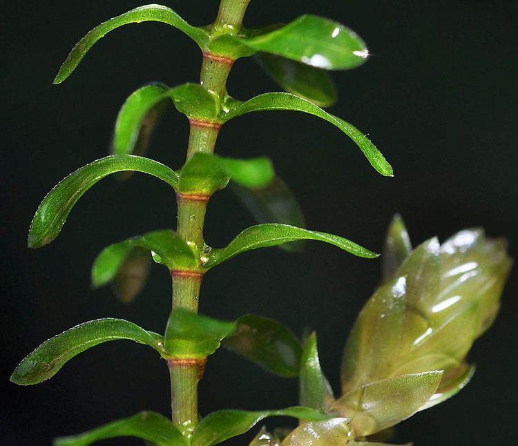 Elodea canadensis - Alchetron, The Free Social Encyclopedia