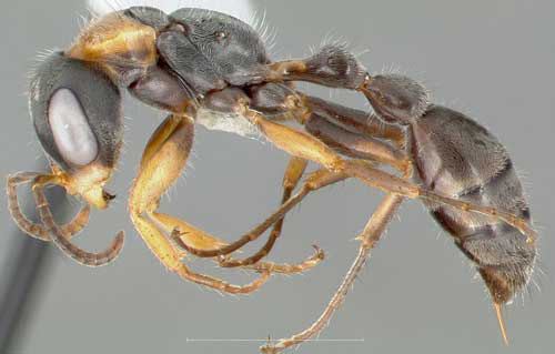 Elongate twig ant elongate twig ant Pseudomyrmex gracilis Fabricius