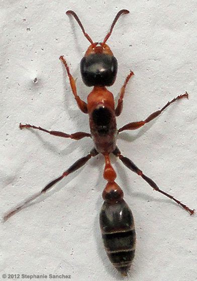 Elongate twig ant Twig Ant Pseudomyrmex gracilis BugGuideNet