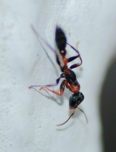 Elongate twig ant Elongate Twig Ant observed by juancruzado on February 20 2014